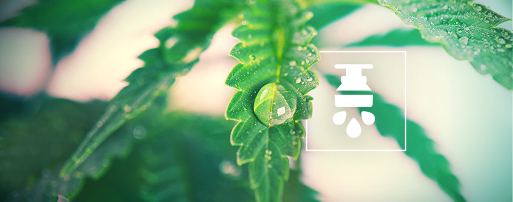 Las Ventajas De Los Sistemas De Irrigación Para El Cannabis