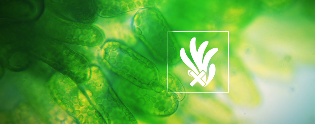 Cómo Eliminar Y Prevenir Las Algas En Cultivos Hidropónicos 