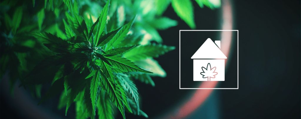 Cultivar Cannabis Casa