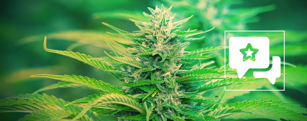 Gorilla Zkittlez (Barney's Farm) Feminizada