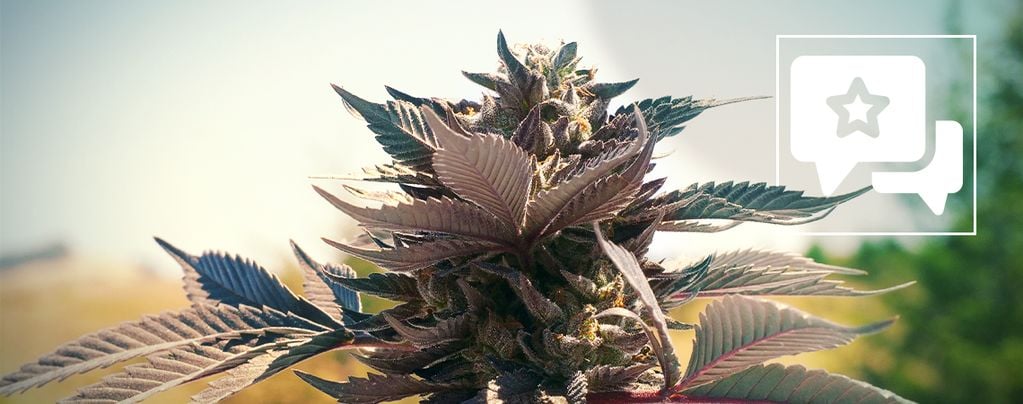 Wedding Cake (Zamnesia Seeds) feminizada
