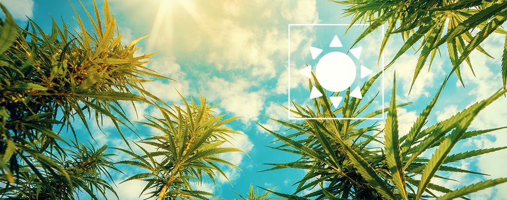 Cuánto Sol Plantas De Cannabis