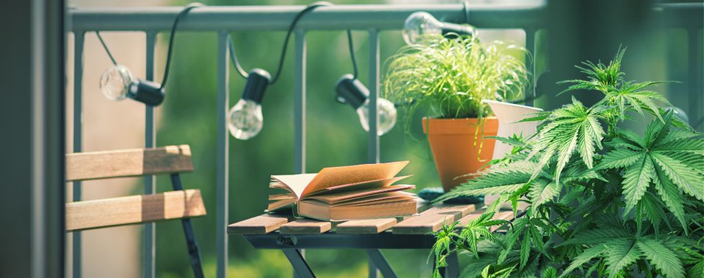 Las 10 Mejores Variedades De Marihuana Para Cultivar En Un Balcón O Terraza