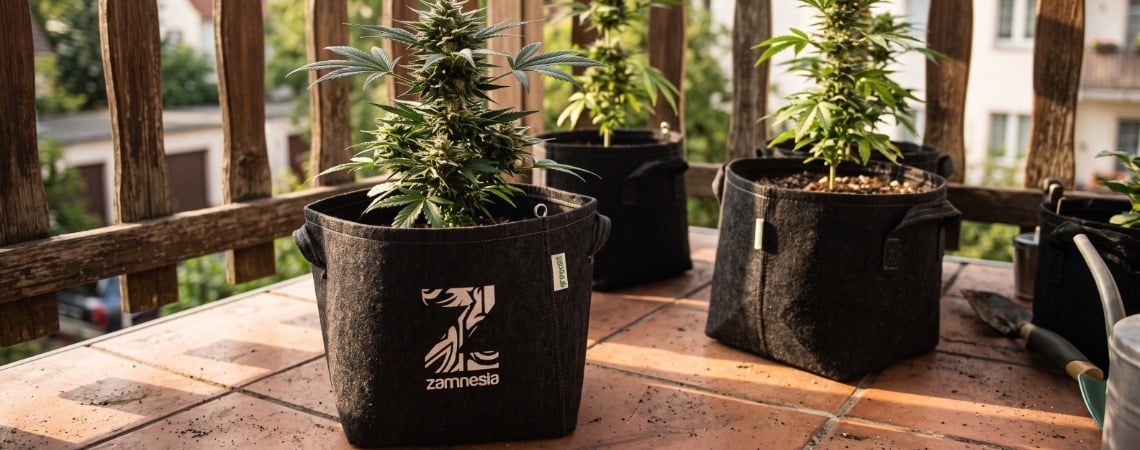 Las 10 Mejores Variedades De Marihuana Para Cultivar En Un Balcón O Terraza