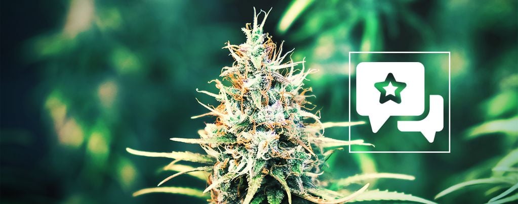 Cookies Kush (Barney's Farm) feminizada