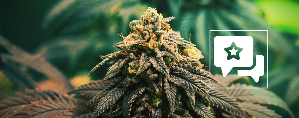 GG4: Análisis E Información De La Cepa De Cannabis