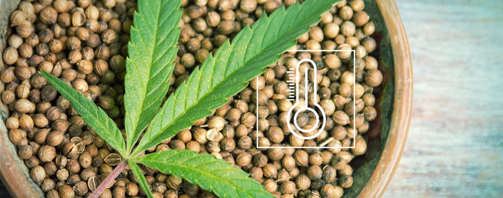 Semillas De Cannabis Para Cultivo En Exterior