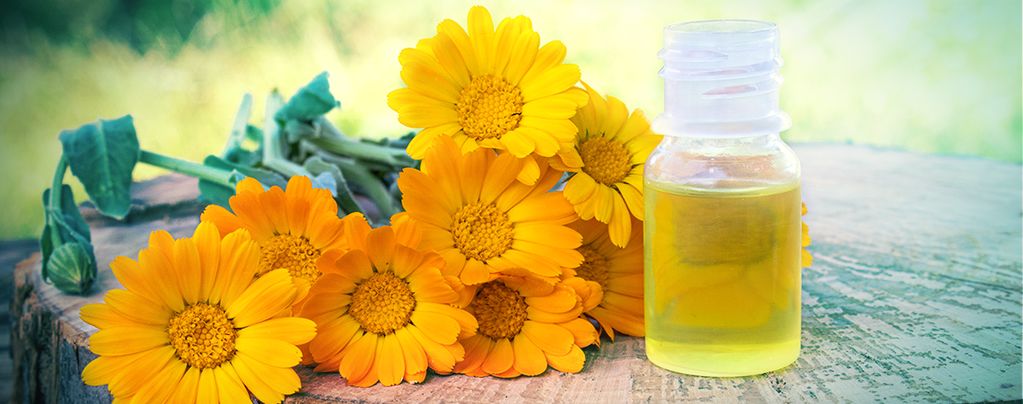 Buddy Pack de Caléndulas (Calendula officinalis)