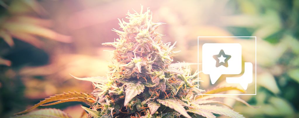 Candy Kush: Análisis & Información De La Cepa De Cannabis