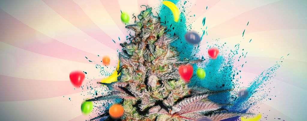 Runtz Auto (Zamnesia Seeds) feminizada