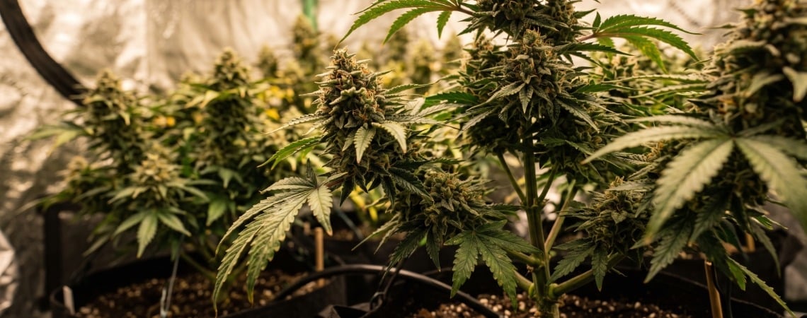 Las 10 mejores variedades feminizadas de cannabis más productivas