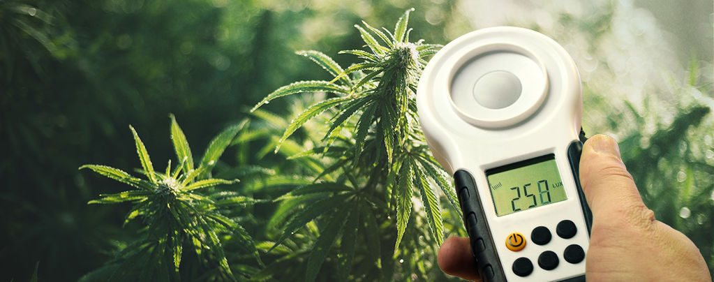 Cómo Aumentar La Cosecha De Marihuana Usando Un Luxómetro