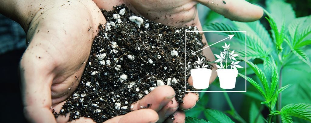 Cómo Hacer La Mejor Mezcla De Tierra Para Cultivar Marihuana 