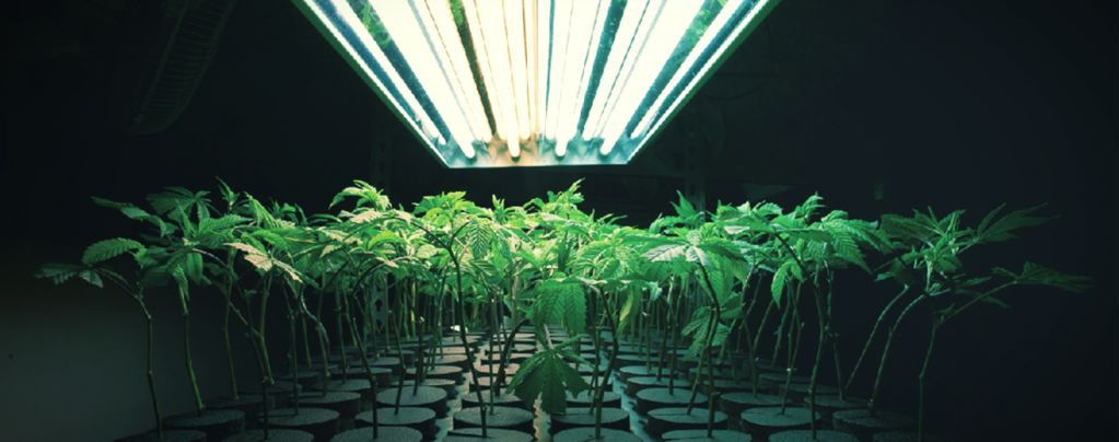 ¿Qué Es Un Medio De Cultivo Inerte Para Plantar Marihuana?