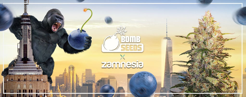 Zamnesia x Bomb Seeds: Bomberry Glue Auto (Edición Limitada)