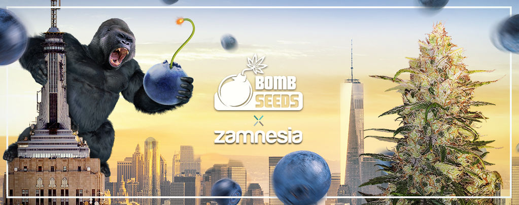Bomberry Glue Auto (Bomb Seeds x Zamnesia) feminizada
