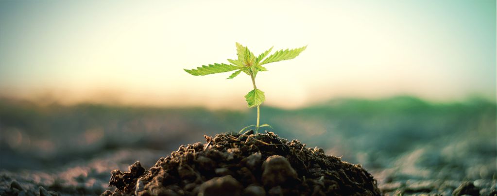 Compost Para Cultivar Marihuana