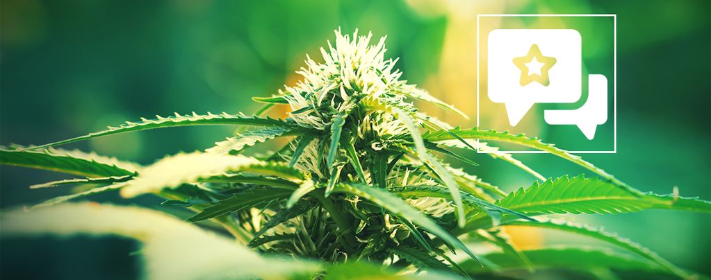 Super Lemon Haze (Greenhouse Seeds) feminizada