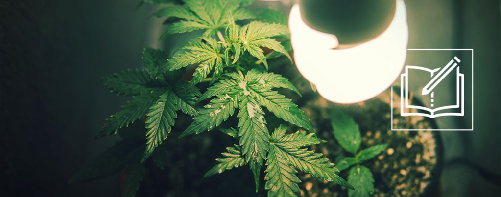 Todo Lo Que Debes Saber Sobre El Microcultivo De Marihuana