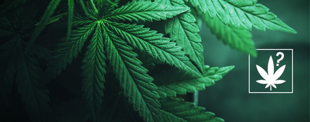 ¿Qué Es El Cannabis?