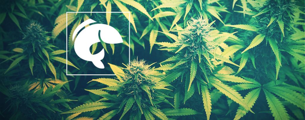 Guía Sobre El Uso De Acuaponía Para Cultivar Marihuana
