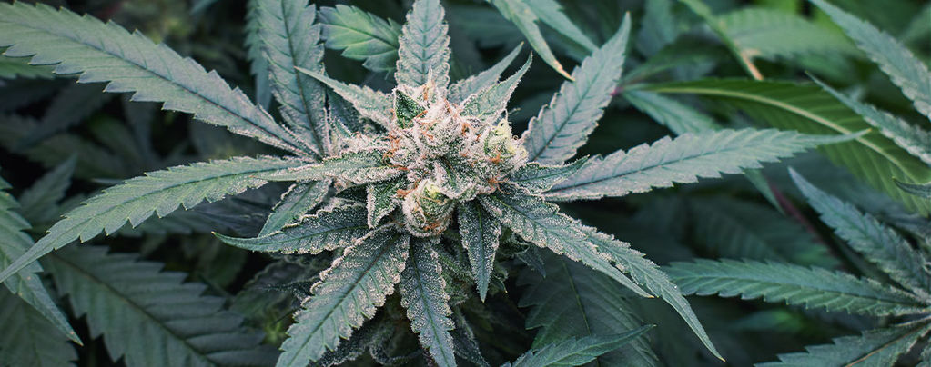 7 Factores Que Pueden Afectar A La Floración Del Cannabis 