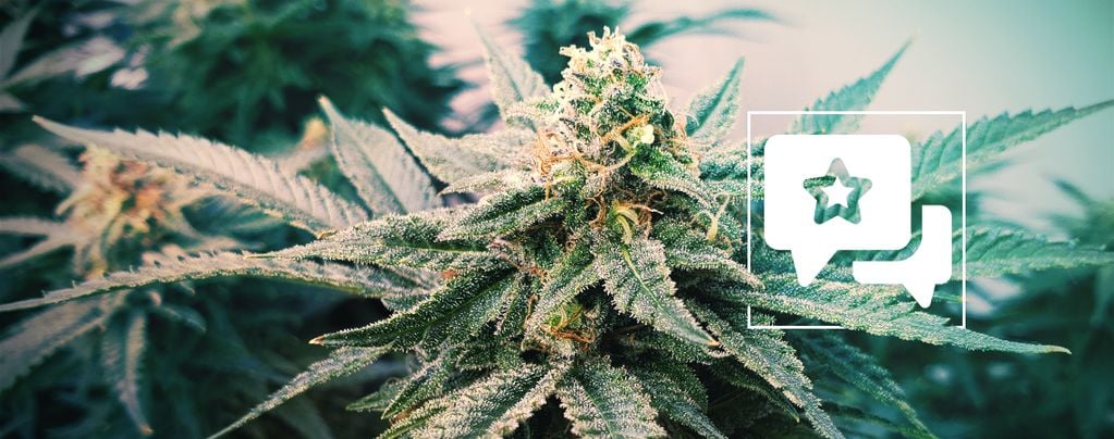 Sunset Sherbet Automatic (Zamnesia Seeds) feminizada