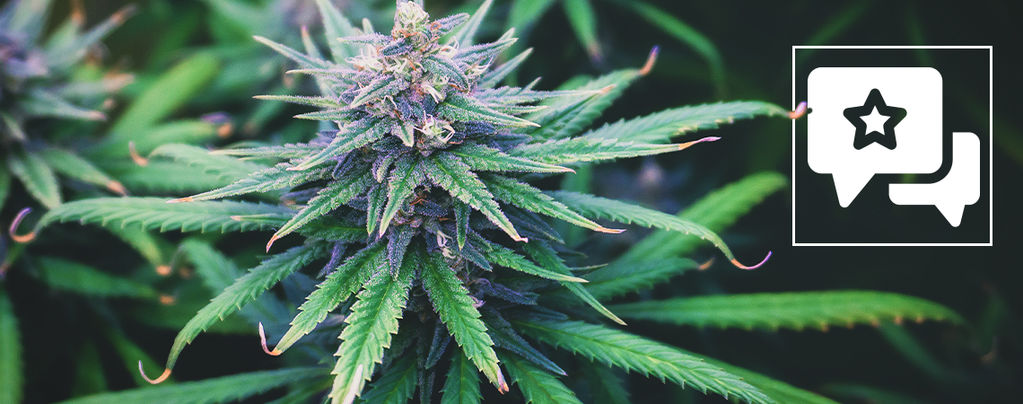 Do-Si-Dos Automatic (Zamnesia Seeds) feminizada