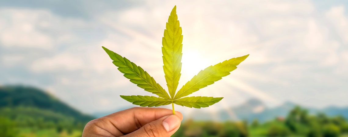 Carreras Con Cannabis - Encuentra El Trabajo 420 De Tus Sueños
