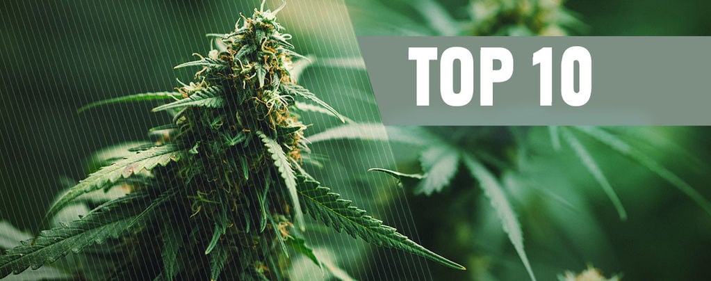 Las 10 Mejores Semillas De Marihuana Regulares De 2024