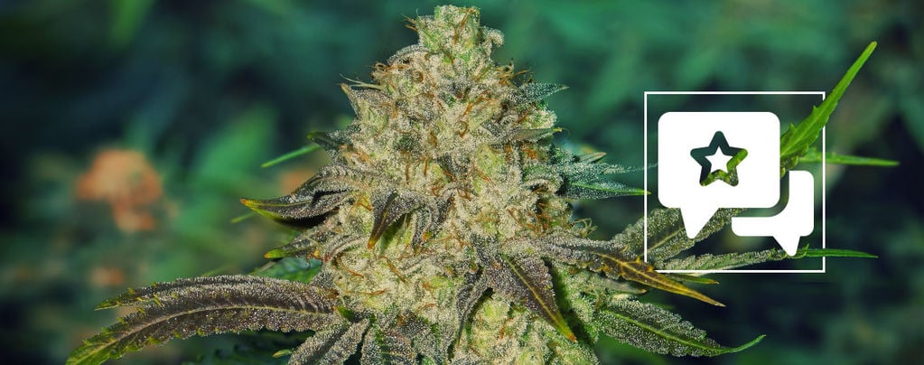 Watermelon Candy (Zamnesia Seeds) feminizada