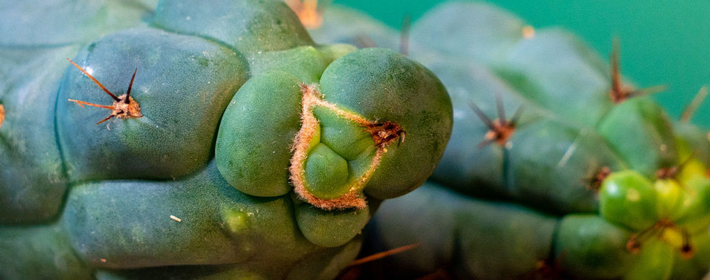 Echinopsis Zamnesiana - Nuestro Cactus De Mescalina Exclusivo
