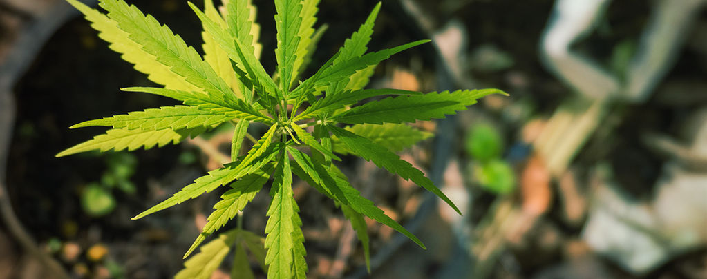 Mutaciones De La Marihuana: Extrañas Pero Preciosas