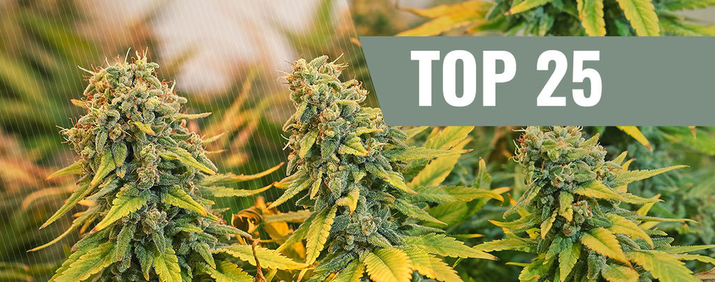 Top 25 De Variedades De Marihuana Clásicas