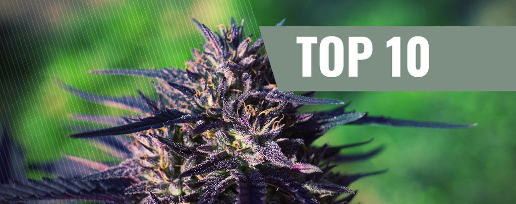 Las 10 Mejores Cepas De Marihuana Purple
