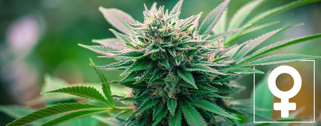 Las 10 Principales Razones Para Cultivar Marihuana Feminizada