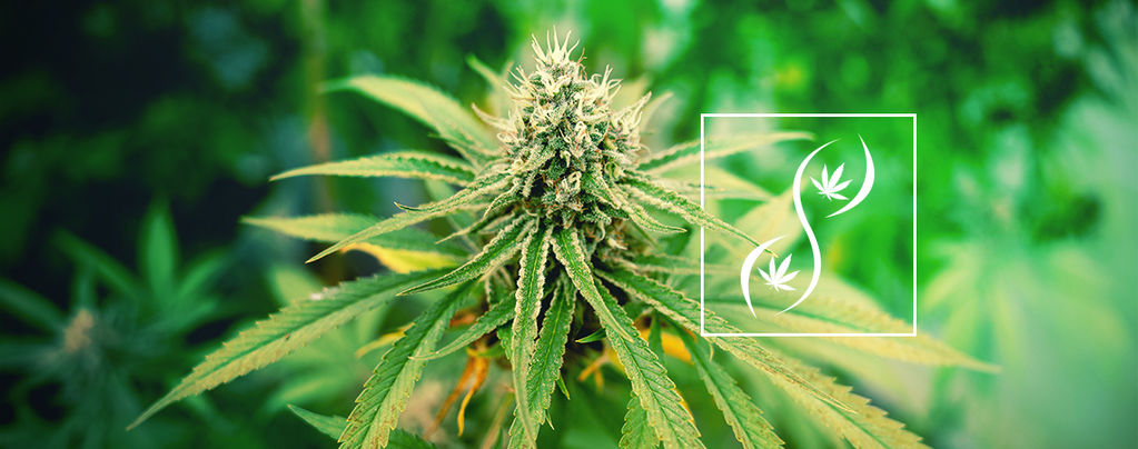 ¿Qué Son Las Semillas De Cannabis F1, F2 Y F3?