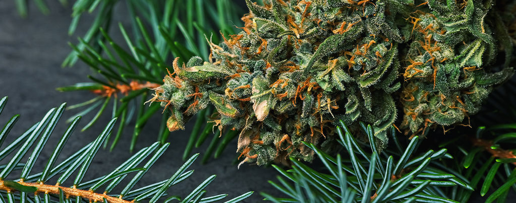 ¿Qué Es El Pineno De La Marihuana?