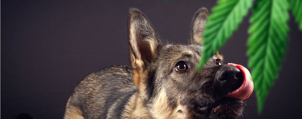 ¿Deberías Temer A Los Perros Detectores De La Policía?
