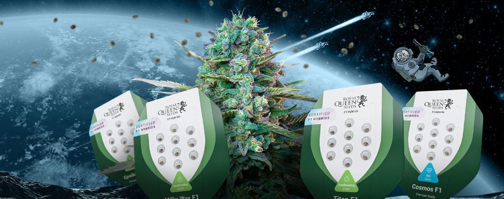 Presentamos Las Nuevas Semillas De Marihuana Híbridas F1 De Royal Queen Seeds