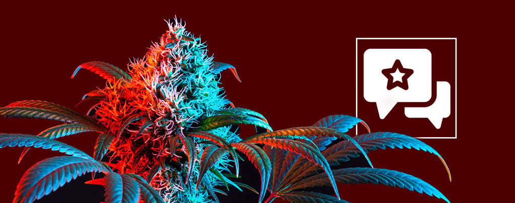Strawberry Cough: Análisis E Información De La Variedad De Marihuana