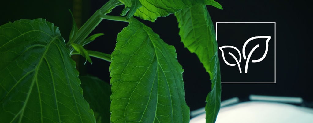 Cómo Cultivar Salvia Divinorum