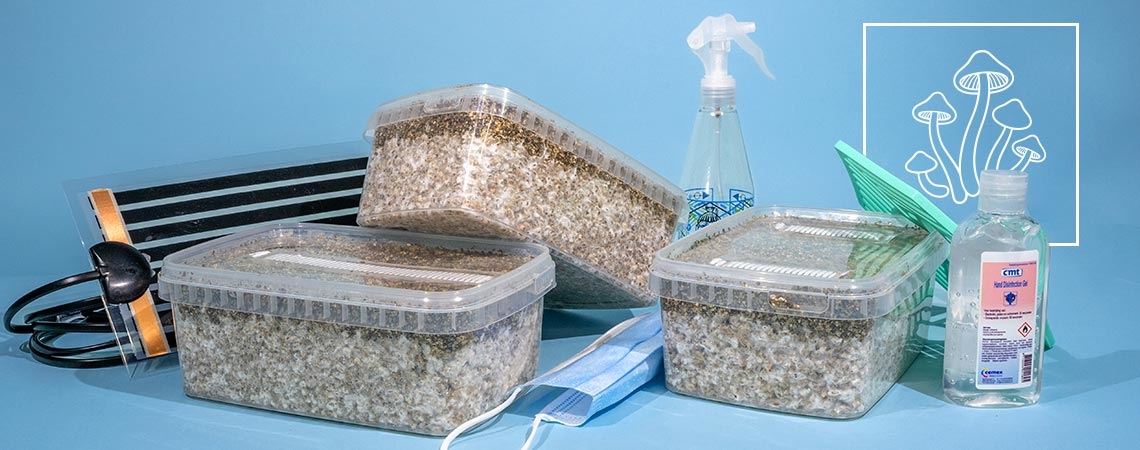 Gu&iacute;a F&aacute;cil Para Elegir Kits De Cultivo De Setas Alucin&oacute;genas