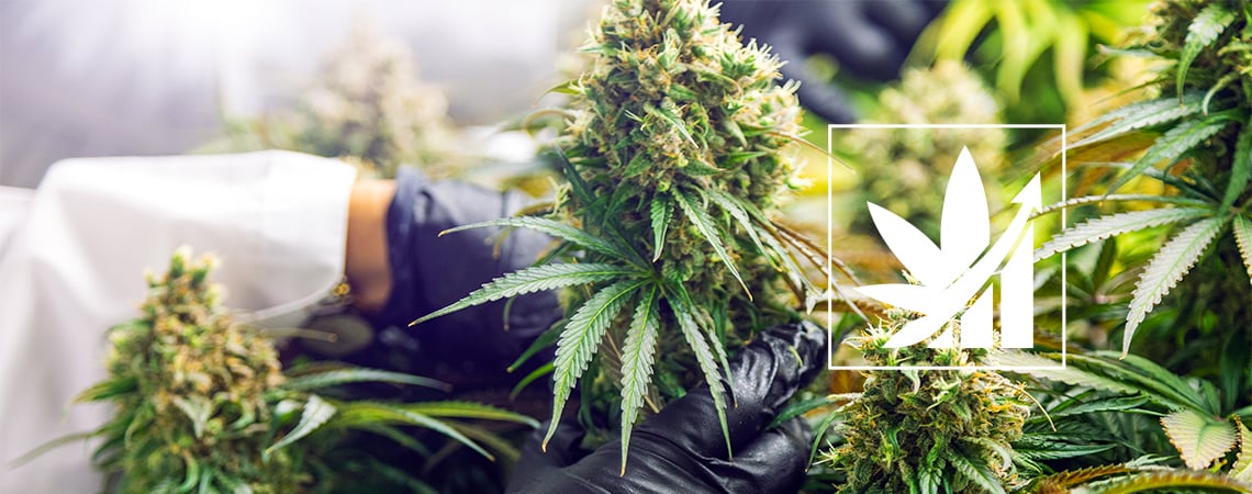 ¿Qué Es El Cultivo Forzado De Marihuana?