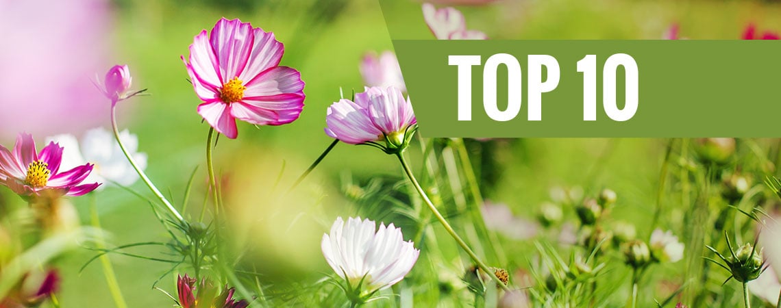 Top 10 De Flores Para Plantar En Primavera