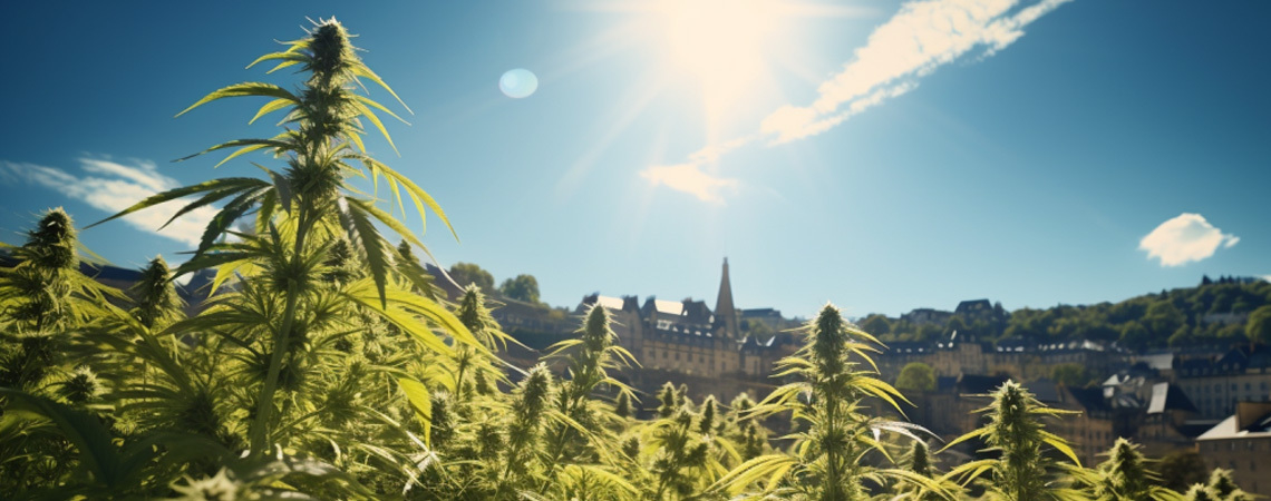 Luxemburgo Legalizará La Marihuana Recreativa