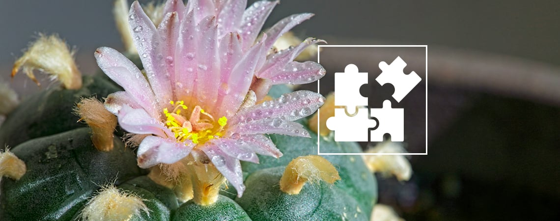 Microdosificar Mescalina: Todo Lo Que Debes Saber