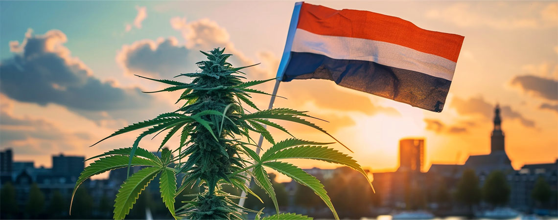 Nueva Era Para La Marihuana Holandesa Con El Comienzo De Su Venta Legal