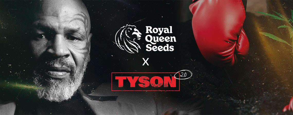 Royal Queen Seeds X Mike Tyson: ¿El Mejor Dúo De La Historia? 