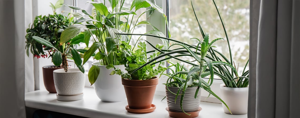Las mejores plantas de interior para mejorar la calidad del aire y tu estado de ánimo en invierno